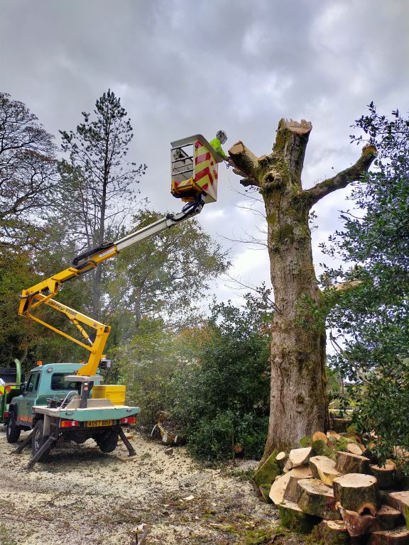 tree surgery derbyshire