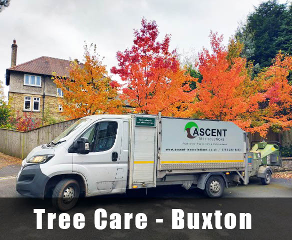 Tree Care Buxton