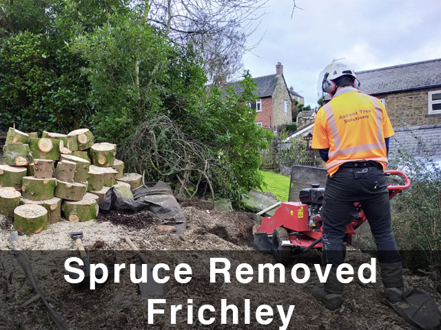 Spruce Tree Removed In Fritchley