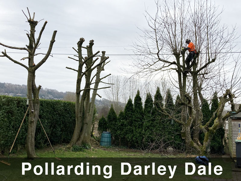 Tree Pollarding