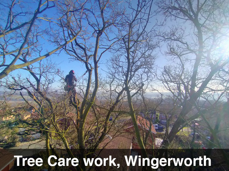 Tree Care Work wingerworth